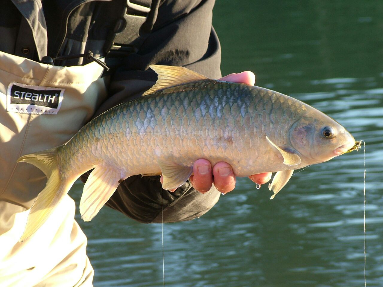 (Varicorhinus Rüppell, 1835) Род ХРАМУЛИ 37 видов